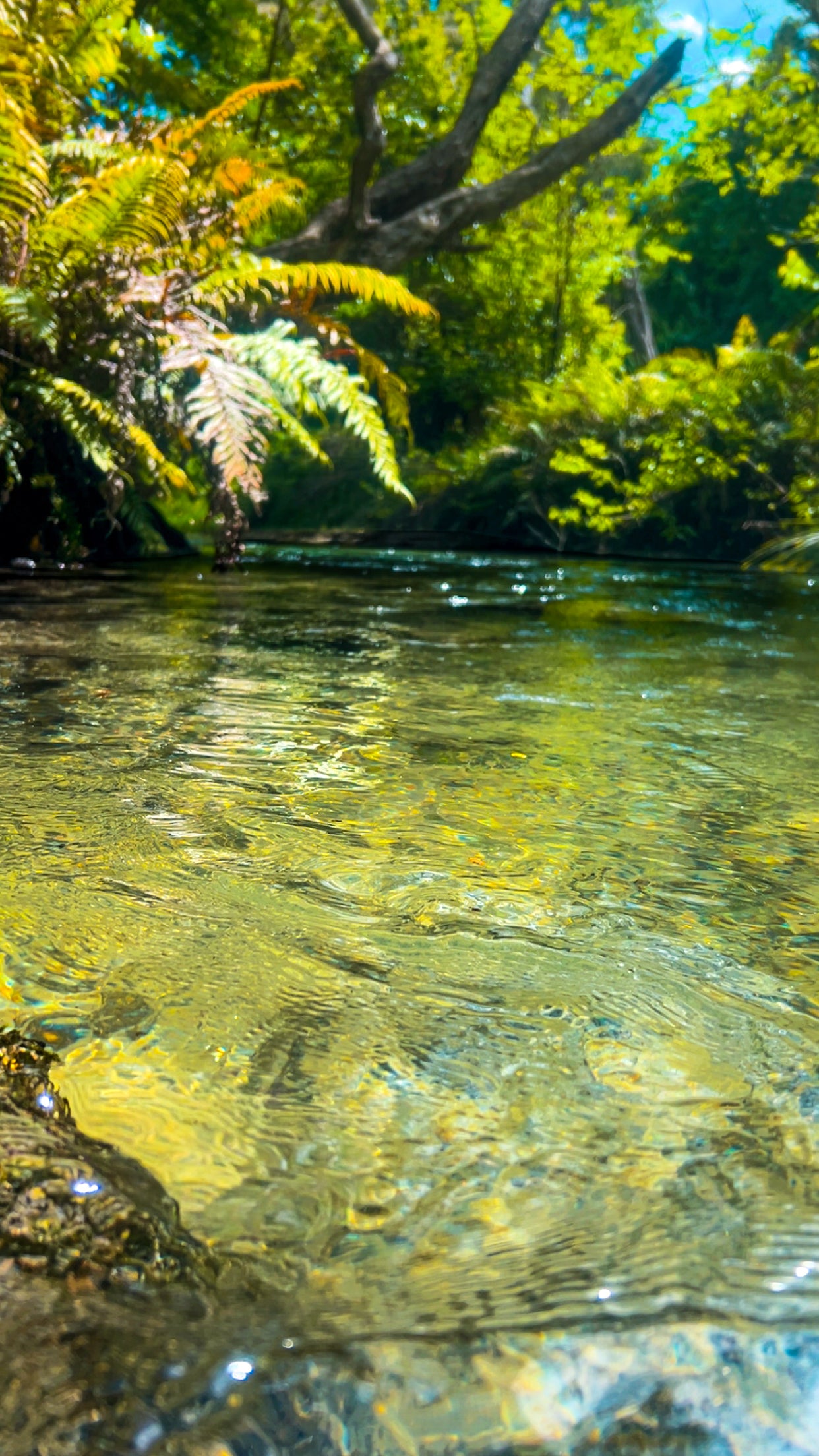 “Clear NZ Waters”  Digital Download