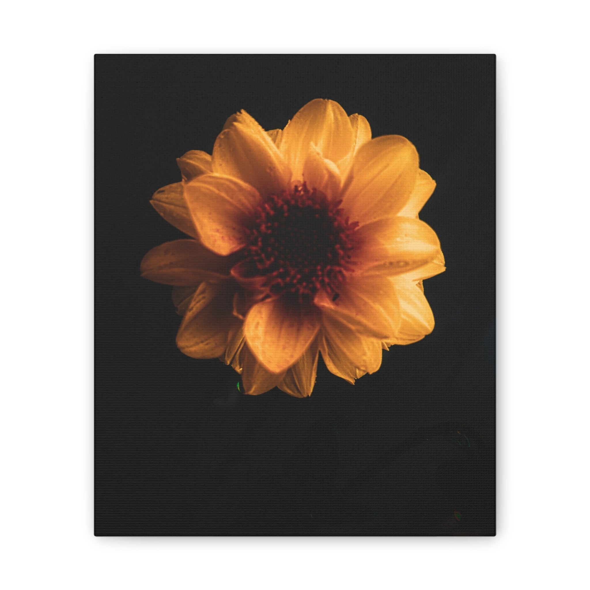 Golden Sunflower Canvas Print — Dramatic Dark Floral Wall Art