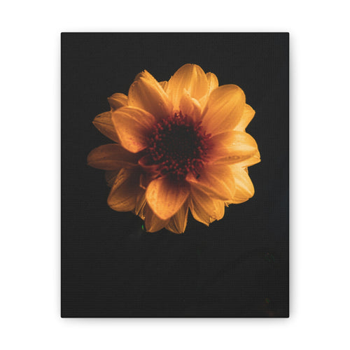 Golden Sunflower Canvas Print — Dramatic Dark Floral Wall Art
