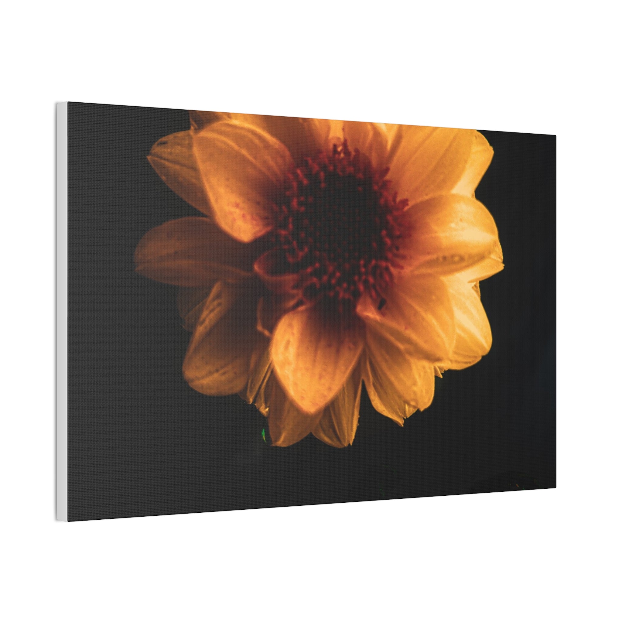 Golden Sunflower Canvas Print — Dramatic Dark Floral Wall Art