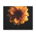 Golden Sunflower Canvas Print — Dramatic Dark Floral Wall Art