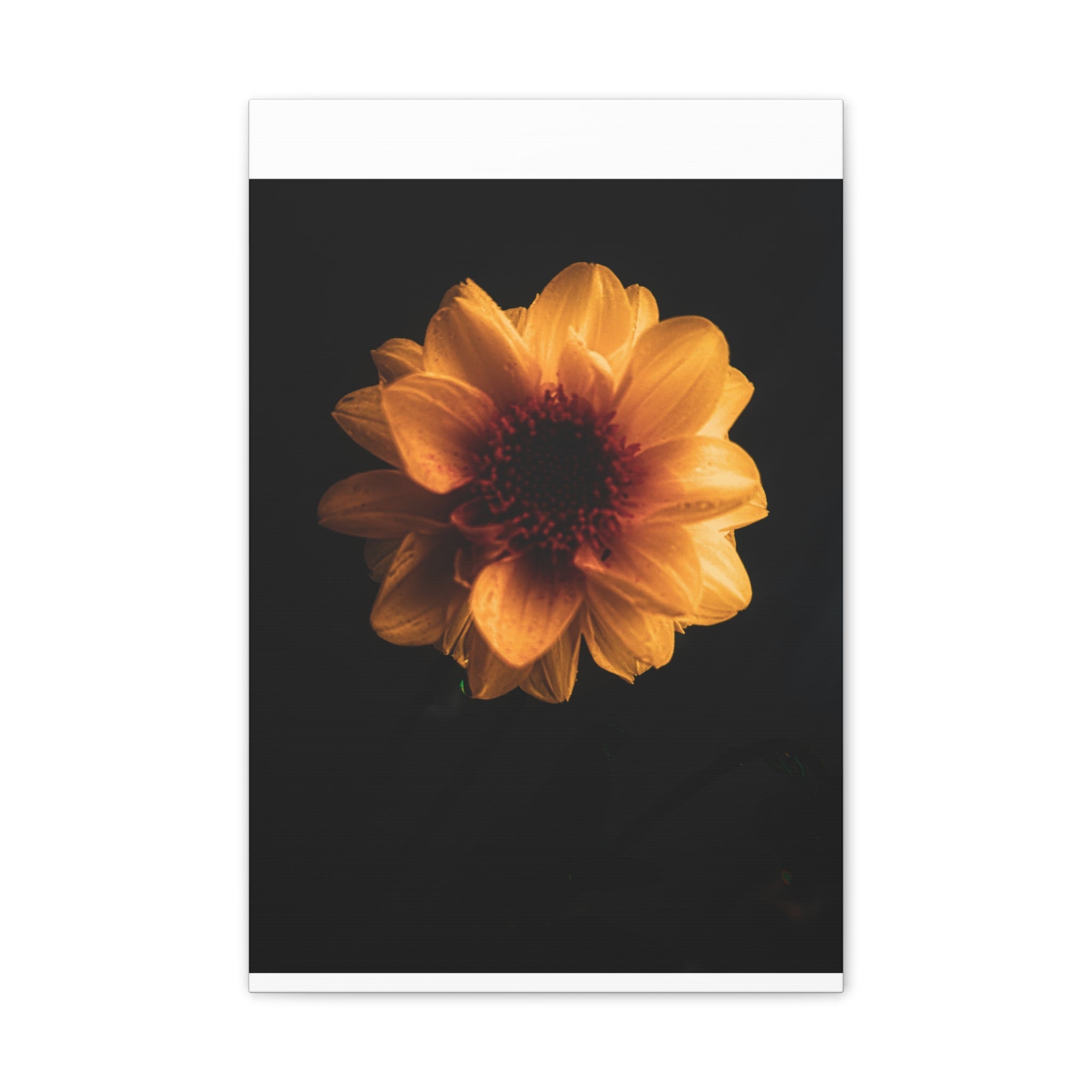 Golden Sunflower Canvas Print — Dramatic Dark Floral Wall Art