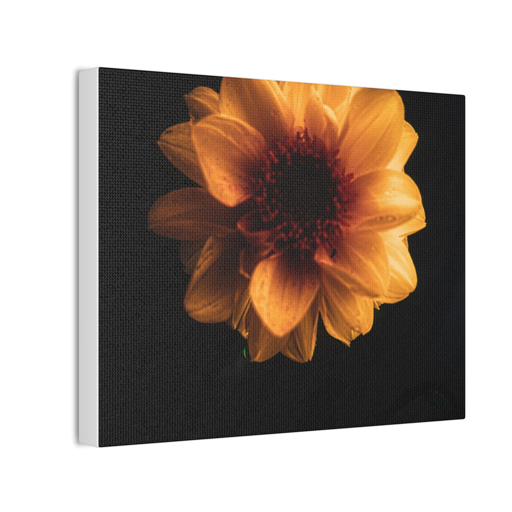 Golden Sunflower Canvas Print — Dramatic Dark Floral Wall Art