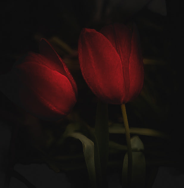“Tulips”. Digital Download