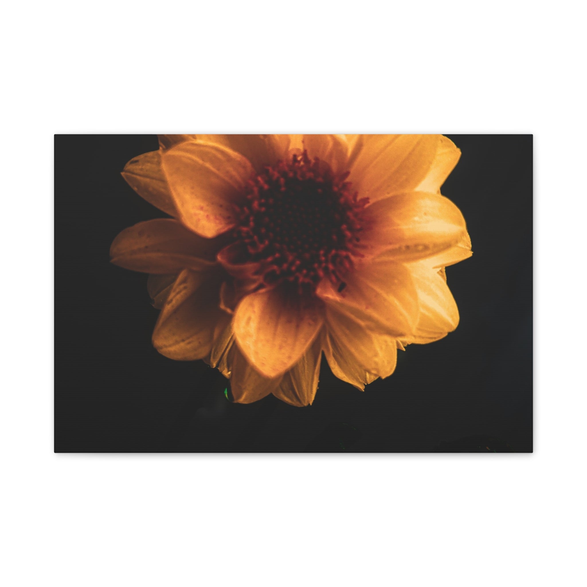 Golden Sunflower Canvas Print — Dramatic Dark Floral Wall Art