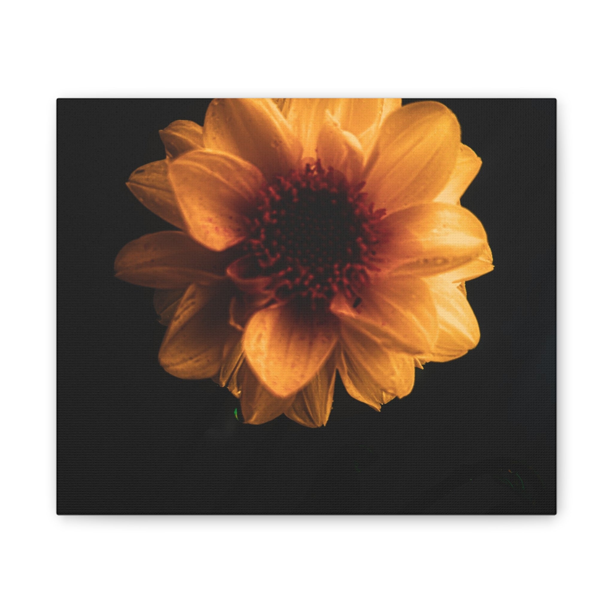 Golden Sunflower Canvas Print — Dramatic Dark Floral Wall Art