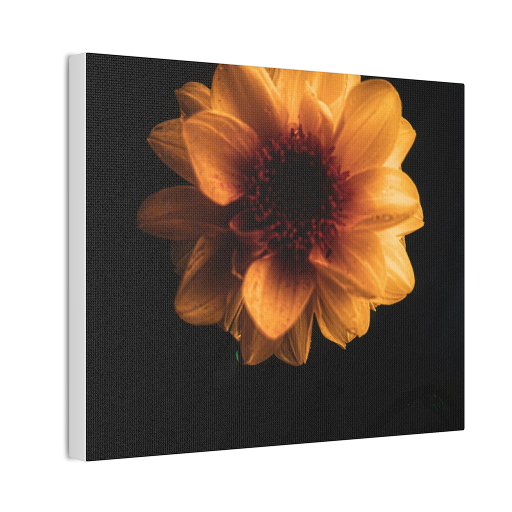 Golden Sunflower Canvas Print — Dramatic Dark Floral Wall Art