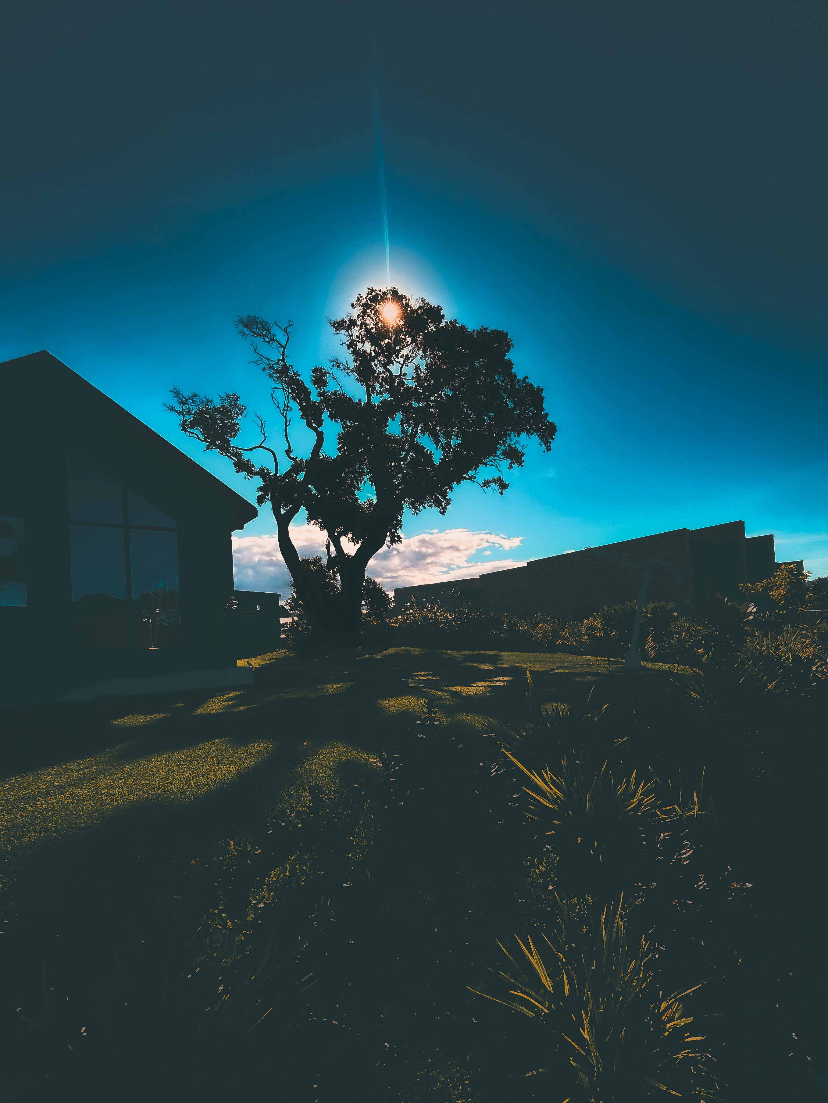 “Tree” Digital Download