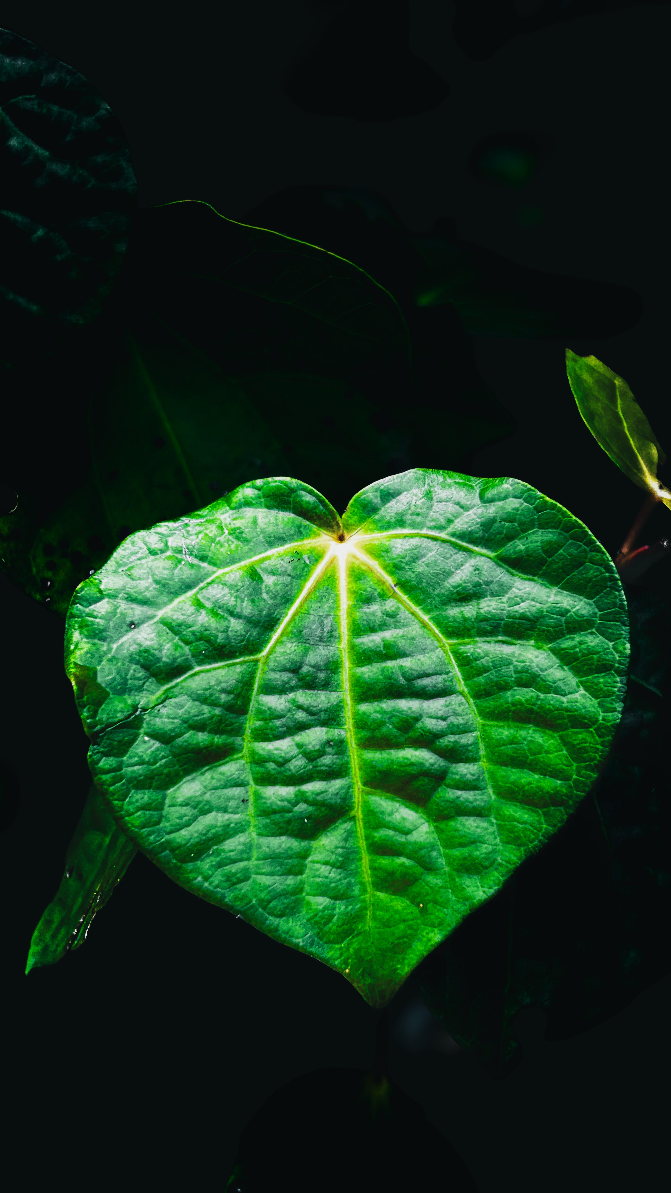 “Kawakawa Leaf” Digital Download